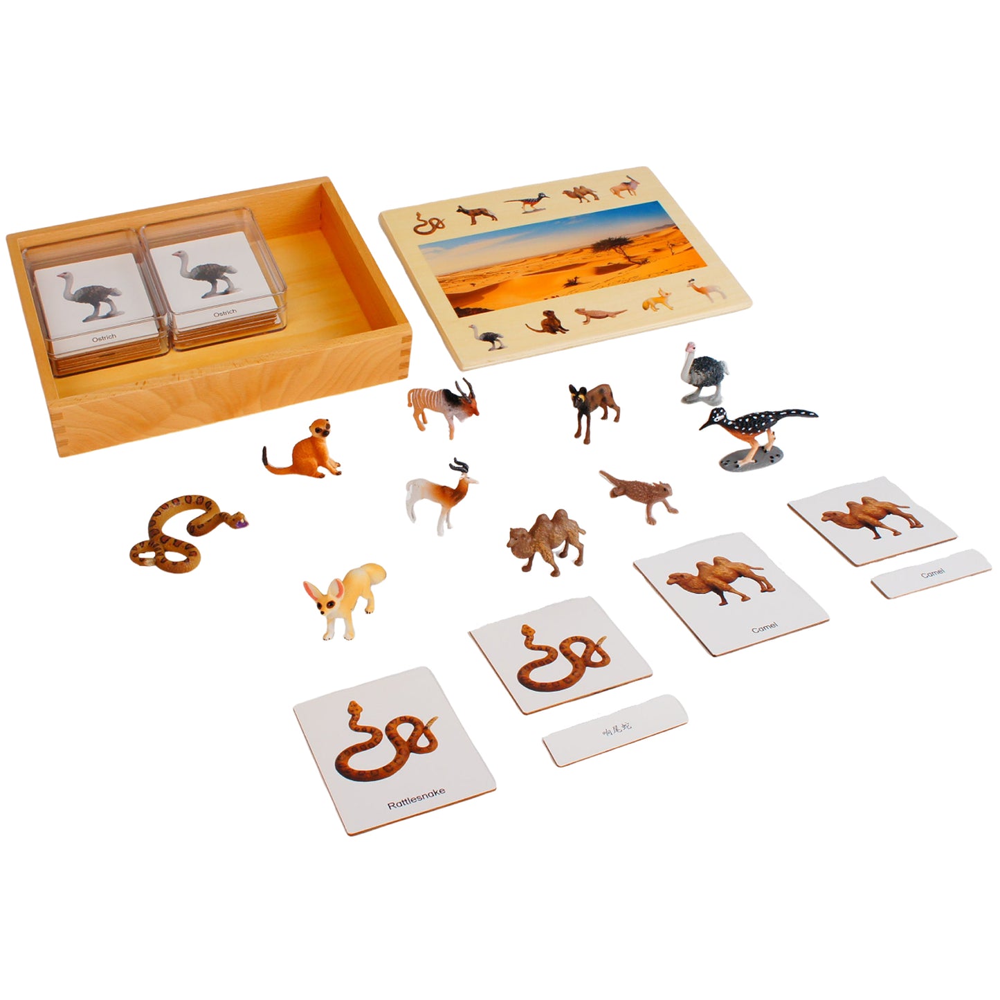 Écosystème – Animaux du désert, texte personnalisé, bilingue, monolingue