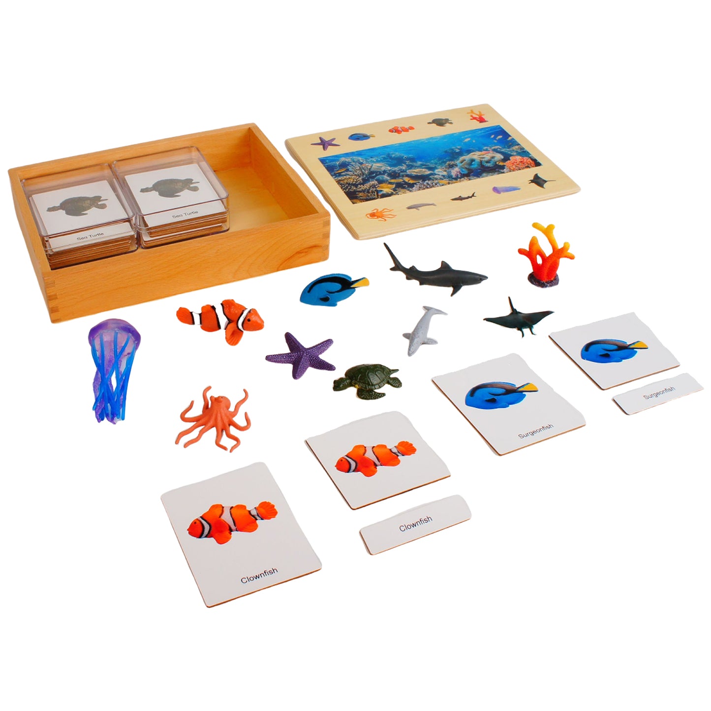 Écosystème – Animaux des récifs coralliens, texte personnalisé, bilingue, monolingue