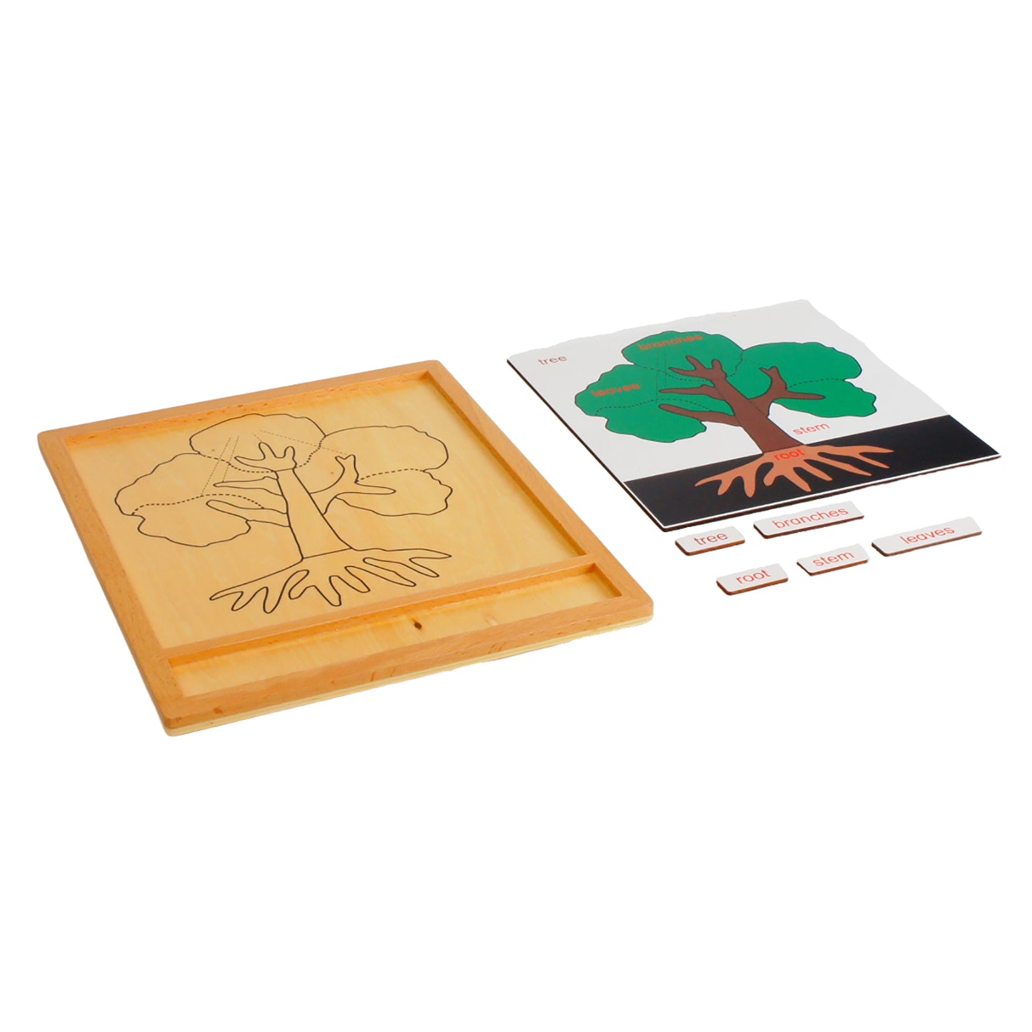 Parts of Plants - Tree, Custom Text, Bilingual, Monolingual