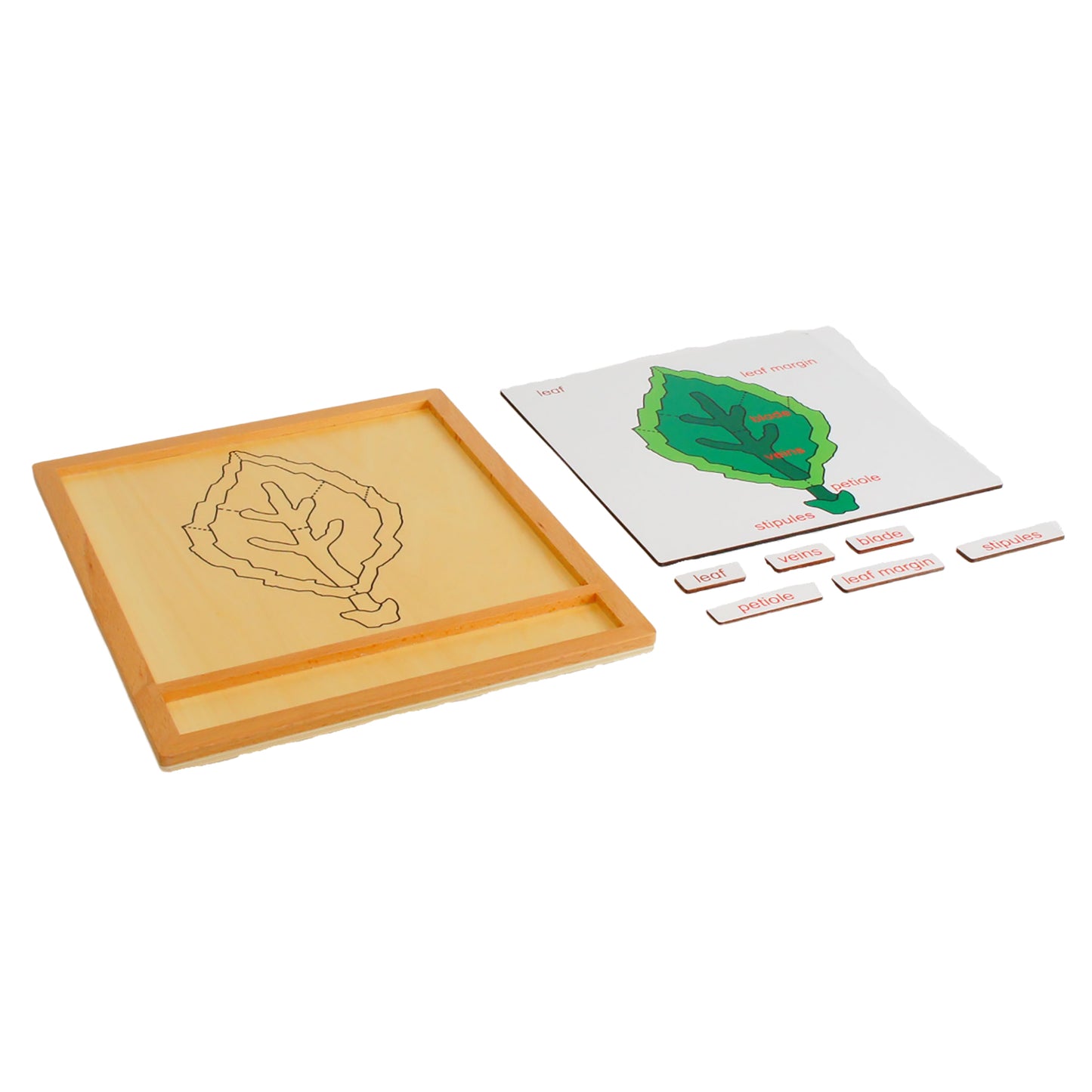 Parts of Plants - Leaf, Custom Text, Bilingual, Monolingual