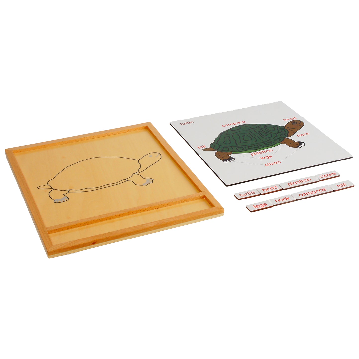 Parts of Animals – Turtle, Custom Text, Bilingual, Monolingual