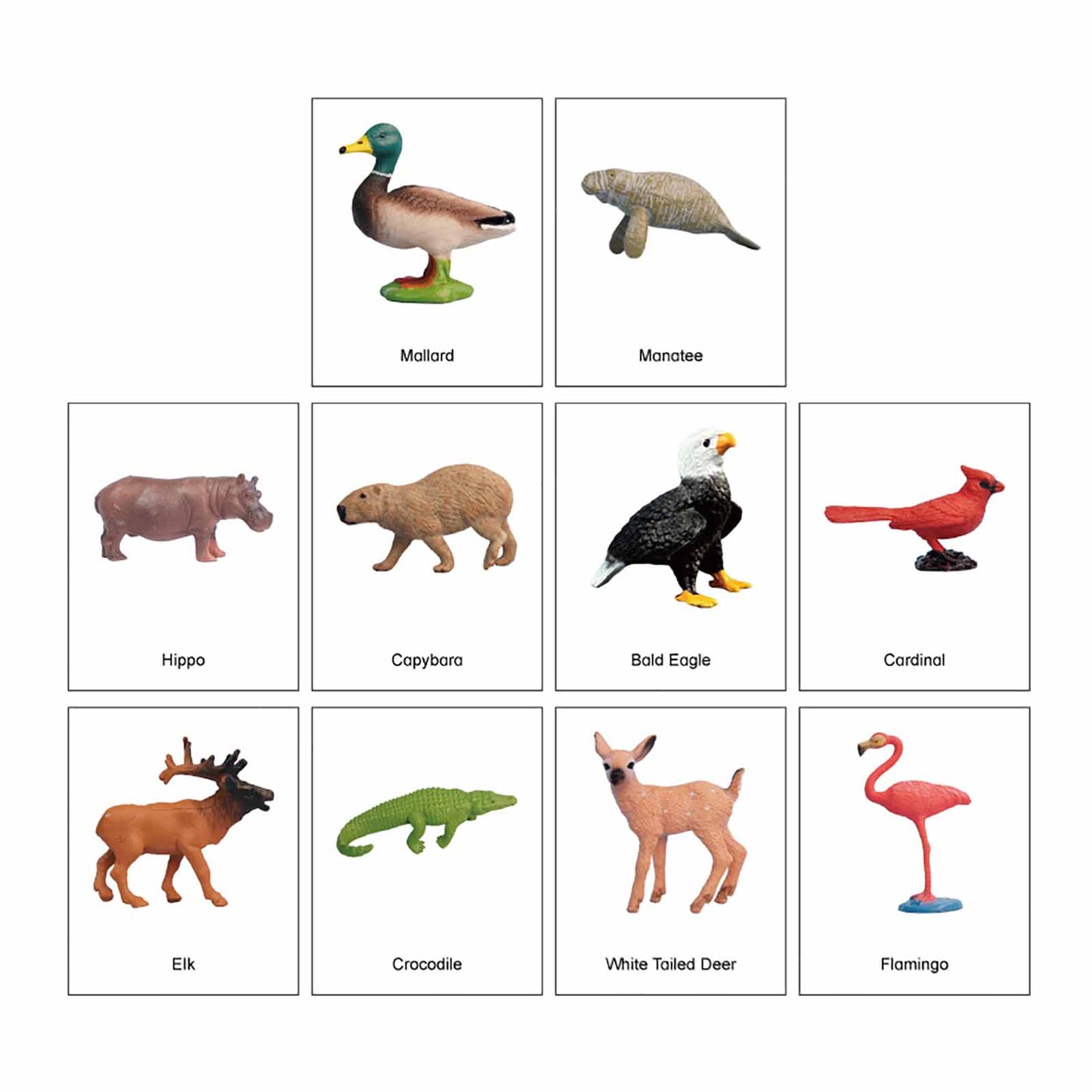 Écosystème – Animaux des zones humides, texte personnalisé, bilingue, monolingue