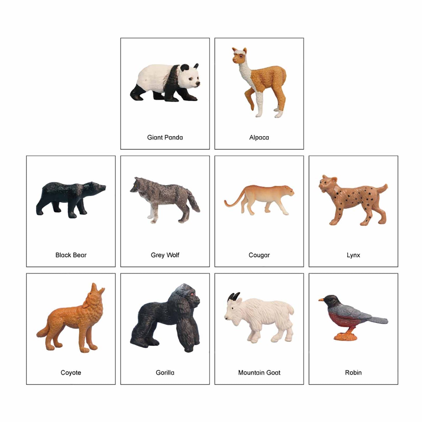 Ecossistema – Animais das Montanhas, Texto Personalizado, Bilíngue, Monolíngue