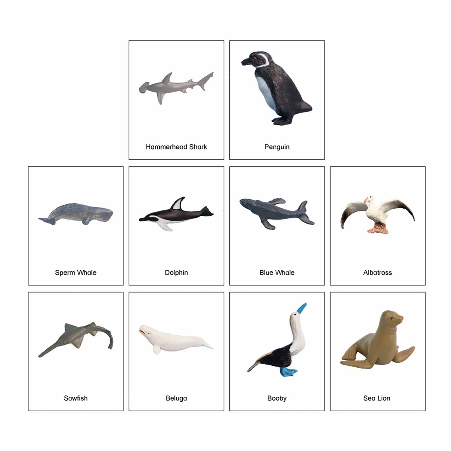 Écosystème – Animaux marins, Texte personnalisé, Bilingue, Monolingue