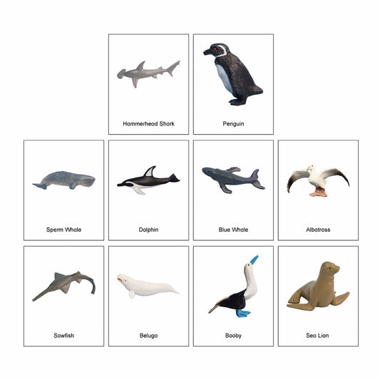 Ecosystem – Marine Animals, Custom Text, Bilingual, Monolingual