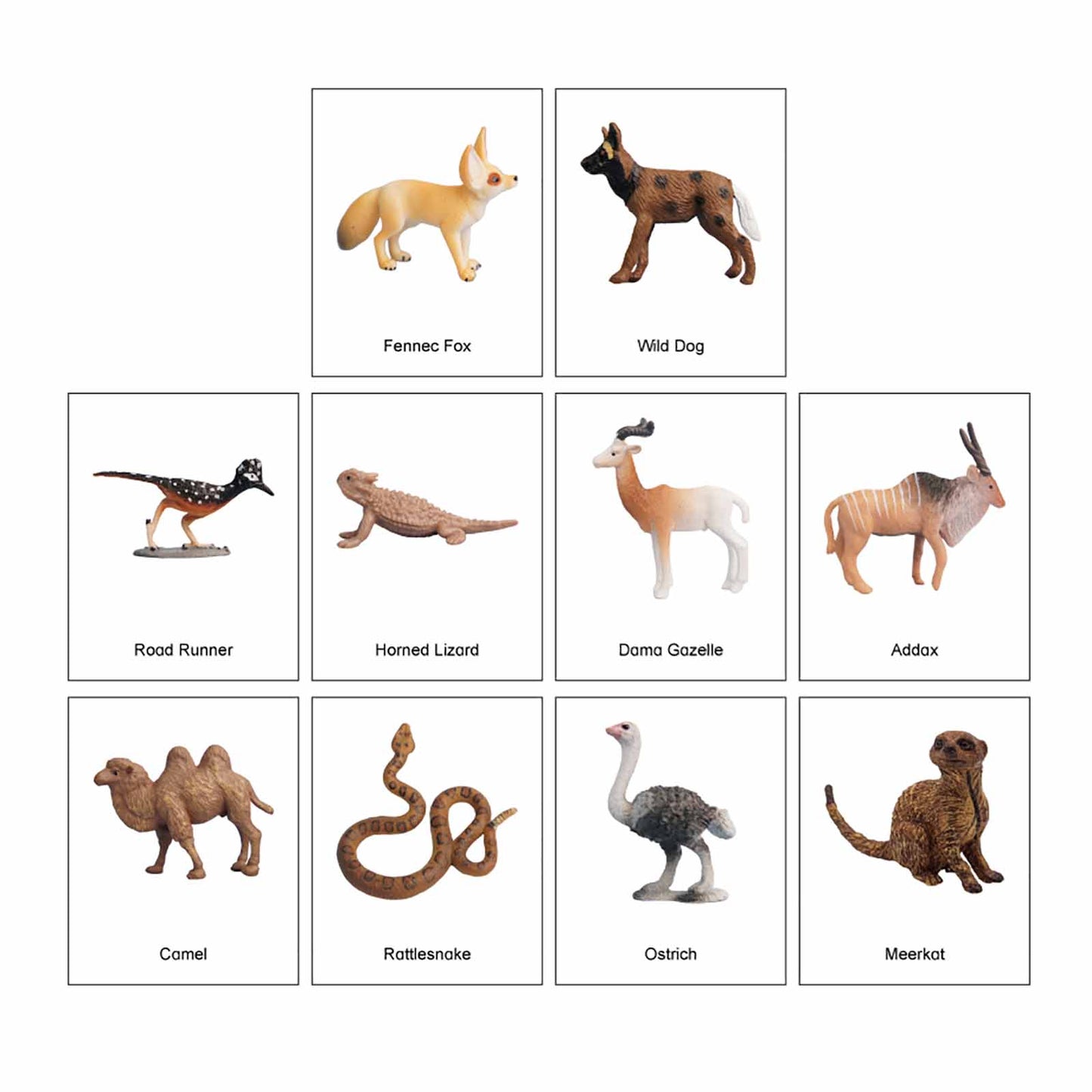 Écosystème – Animaux du désert, texte personnalisé, bilingue, monolingue