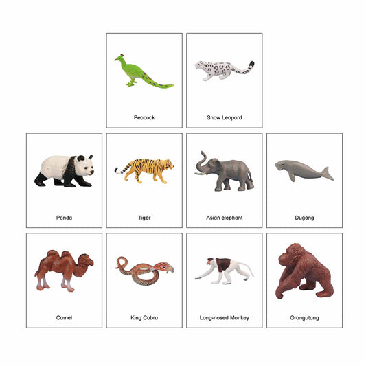 Mini Continental Animals – Asia, Custom Text, Bilingual, Monolingual