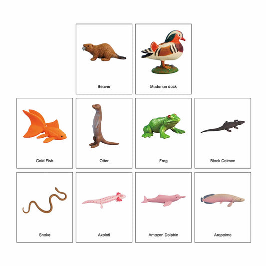 Ecosystem – Freshwater Animals, Custom Text, Bilingual, Monolingual