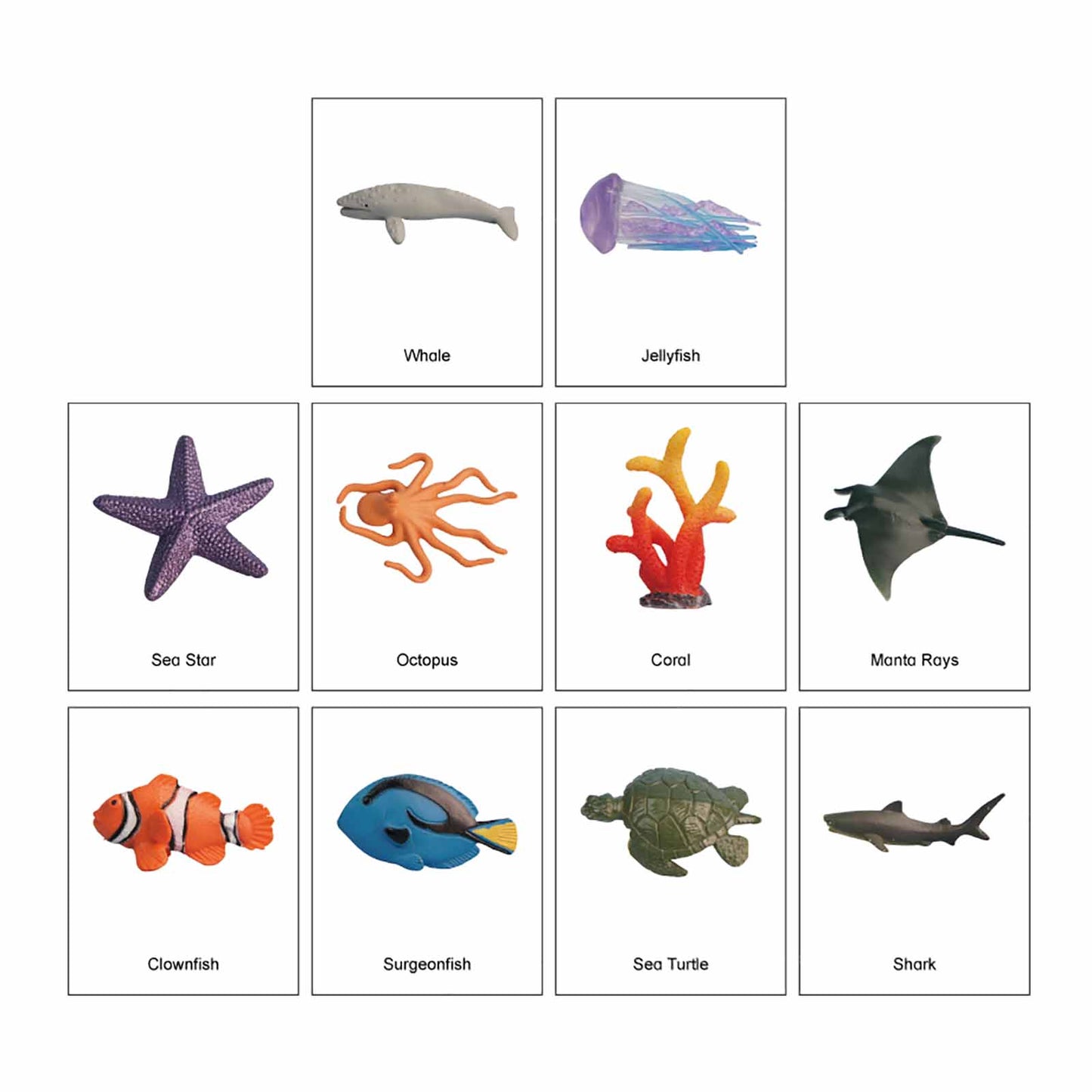 Écosystème – Animaux des récifs coralliens, texte personnalisé, bilingue, monolingue
