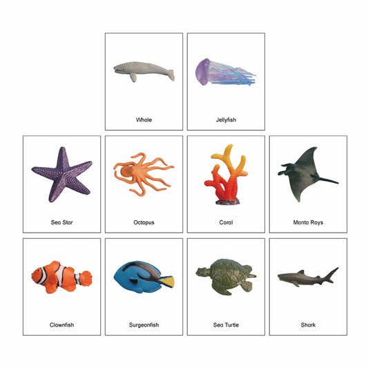 Ecosystem – Coral Reef Animals, Custom Text, Bilingual, Monolingual