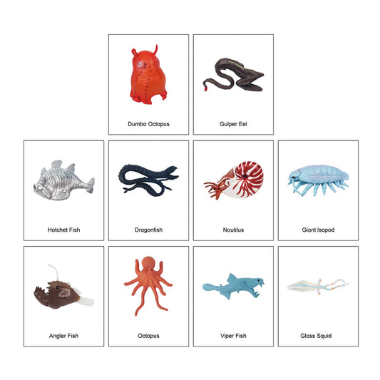 Ecosystem – Deep Sea Animals, Custom Text, Bilingual, Monolingual