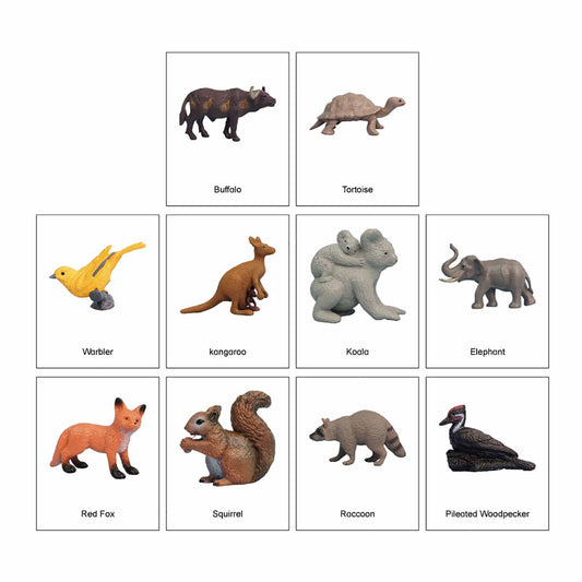 Ecosystem – Temperate Forest Animals, Custom Text, Bilingual, Monolingual