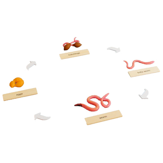 Life Cycle- Worm, Custom Text, Bilingual, Monolingual