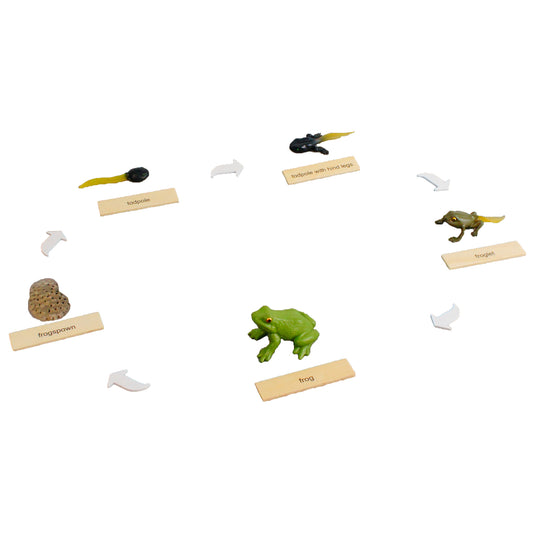 Life Cycle- Frog, Custom Text, Bilingual, Monolingual