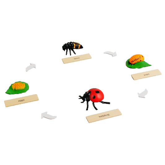Life Cycle- Ladybug, Custom Text, Bilingual, Monolingual