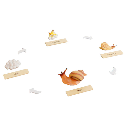 Life Cycle- Snail, Custom Text, Bilingual, Monolingual