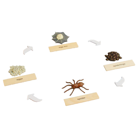 Life Cycle- Spider, Custom Text, Bilingual, Monolingual