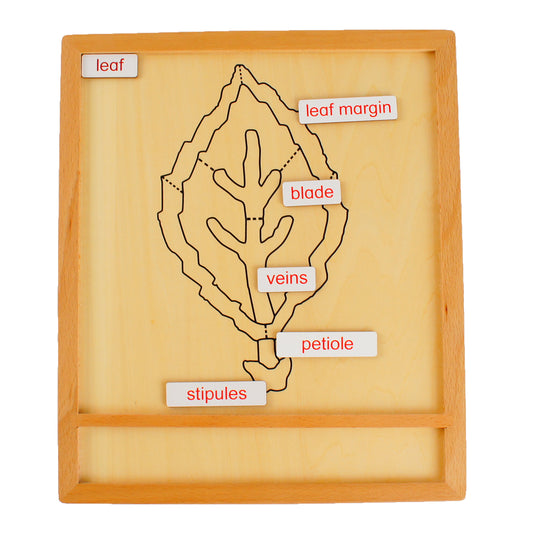 Parts of Plants - Leaf, Custom Text, Bilingual, Monolingual