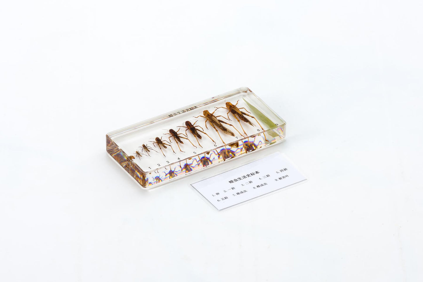 Life Cycle of Grasshopper-Chinese