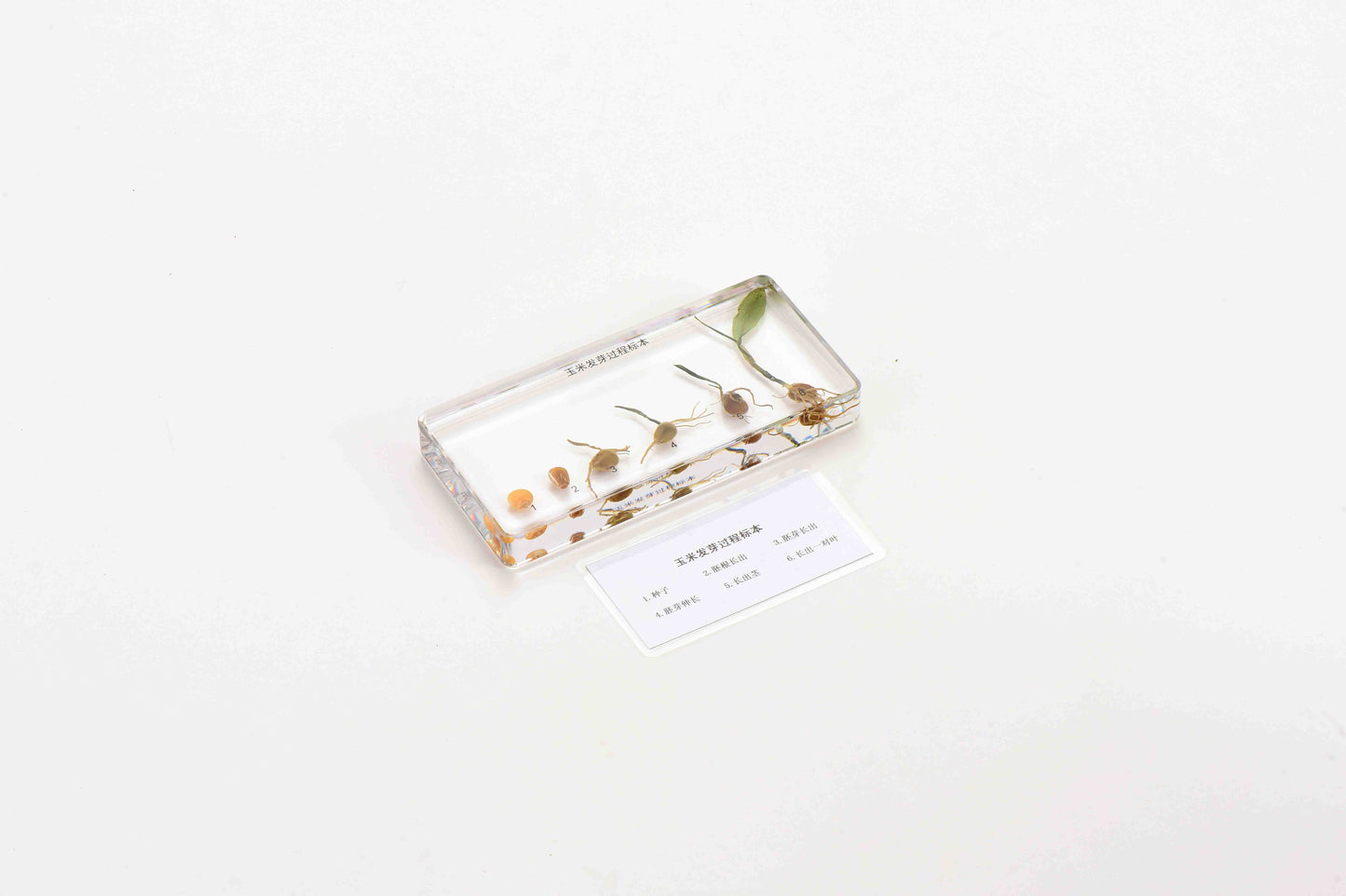 Corn Germination-Chinese