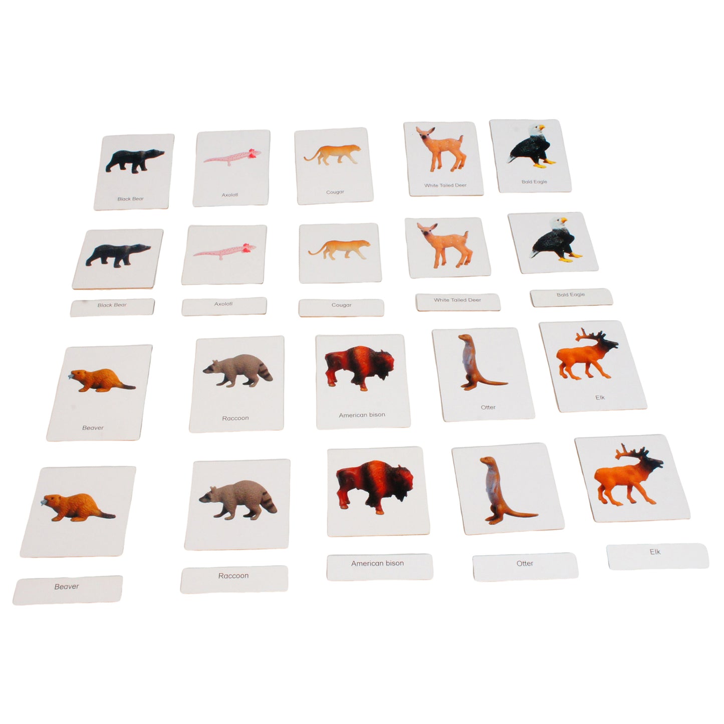 Mini-animaux continentaux – Amérique du Nord, texte personnalisé, bilingue, monolingue