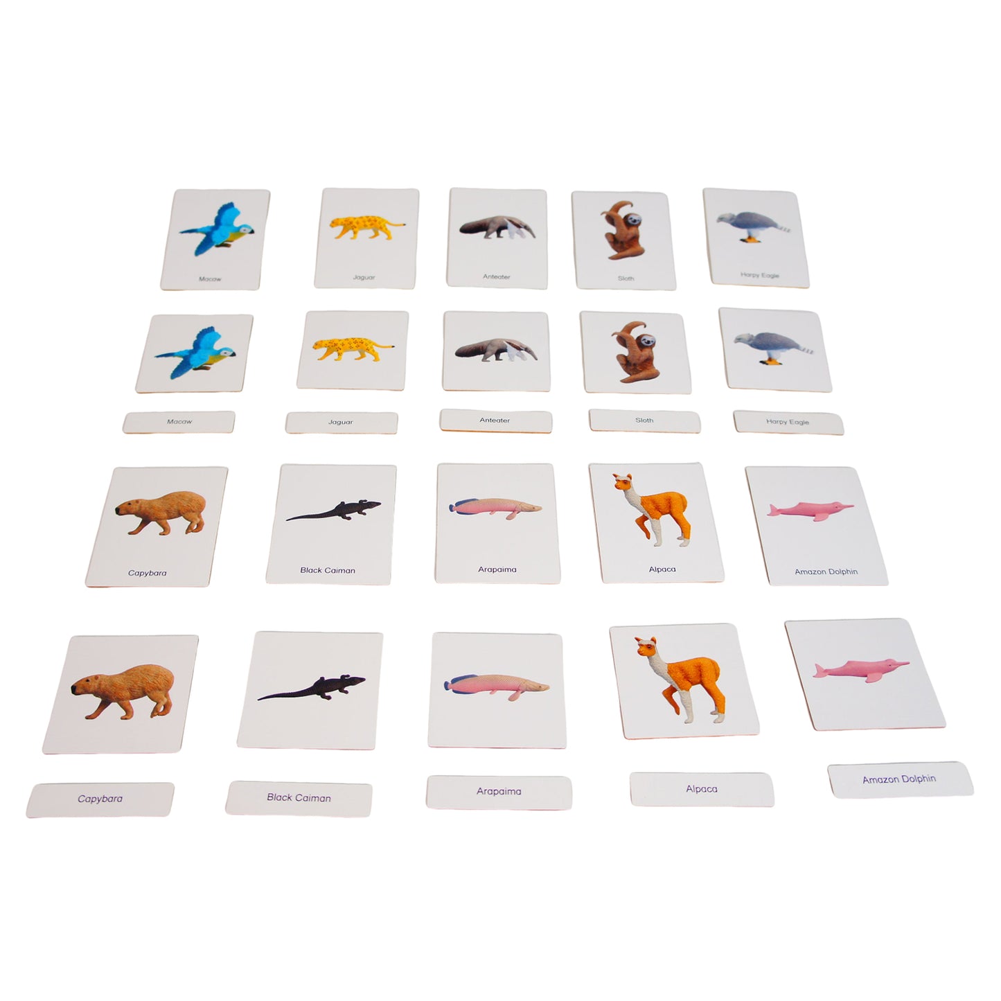Mini animaux continentaux – Amérique du Sud, texte personnalisé, bilingue, monolingue