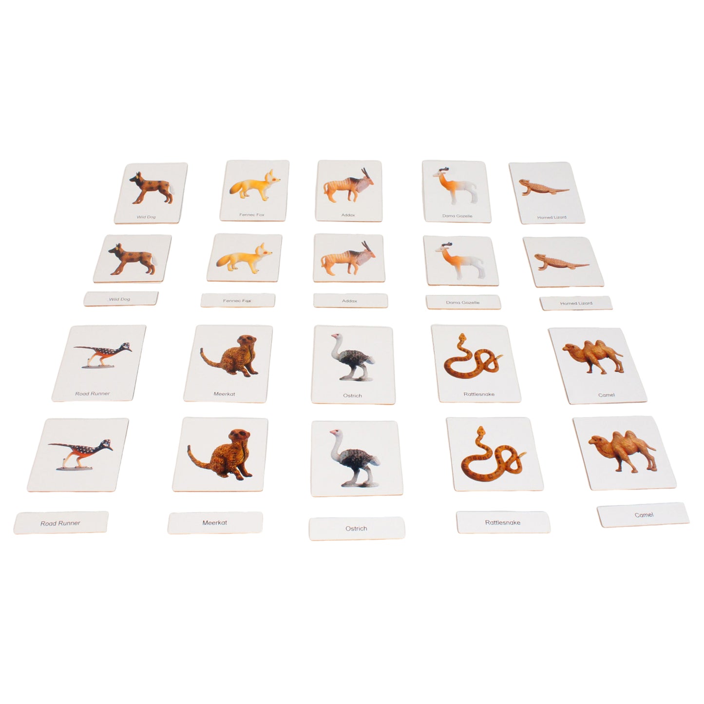 Écosystème – Animaux du désert, texte personnalisé, bilingue, monolingue