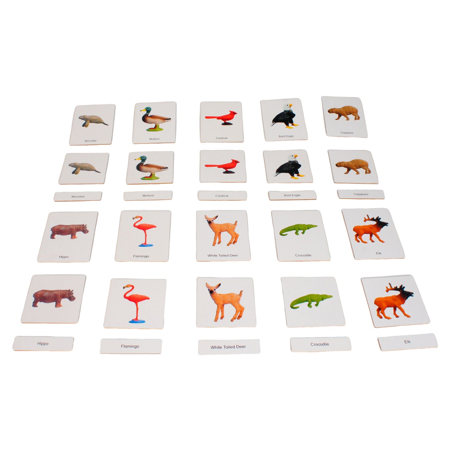 Écosystème – Animaux des zones humides, texte personnalisé, bilingue, monolingue