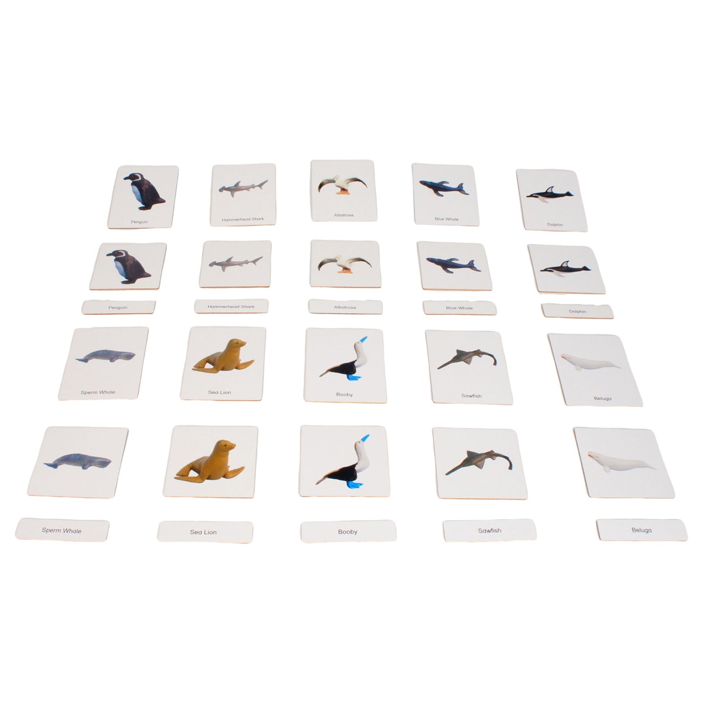 Écosystème – Animaux marins, Texte personnalisé, Bilingue, Monolingue