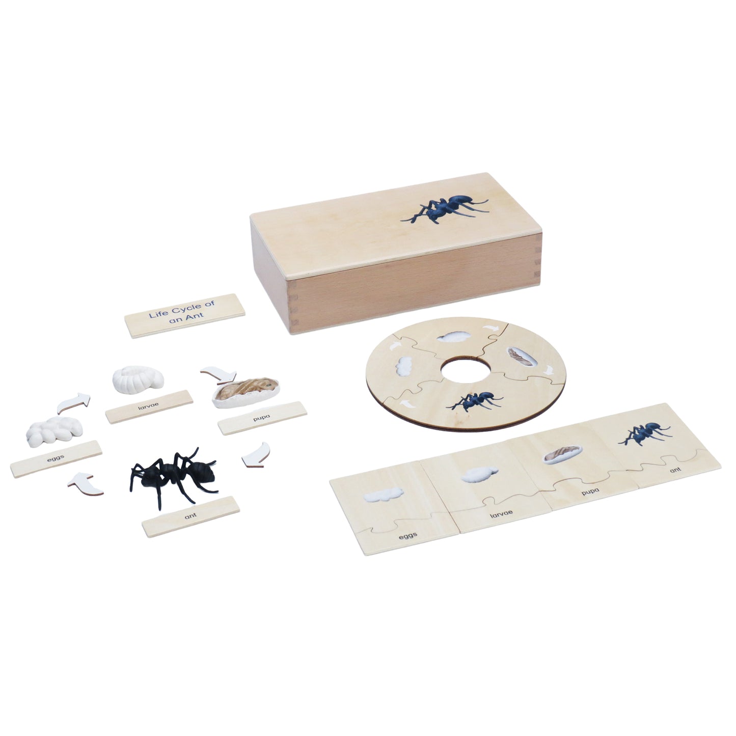 Life Cycle- Ant, Custom Text, Bilingual, Monolingual