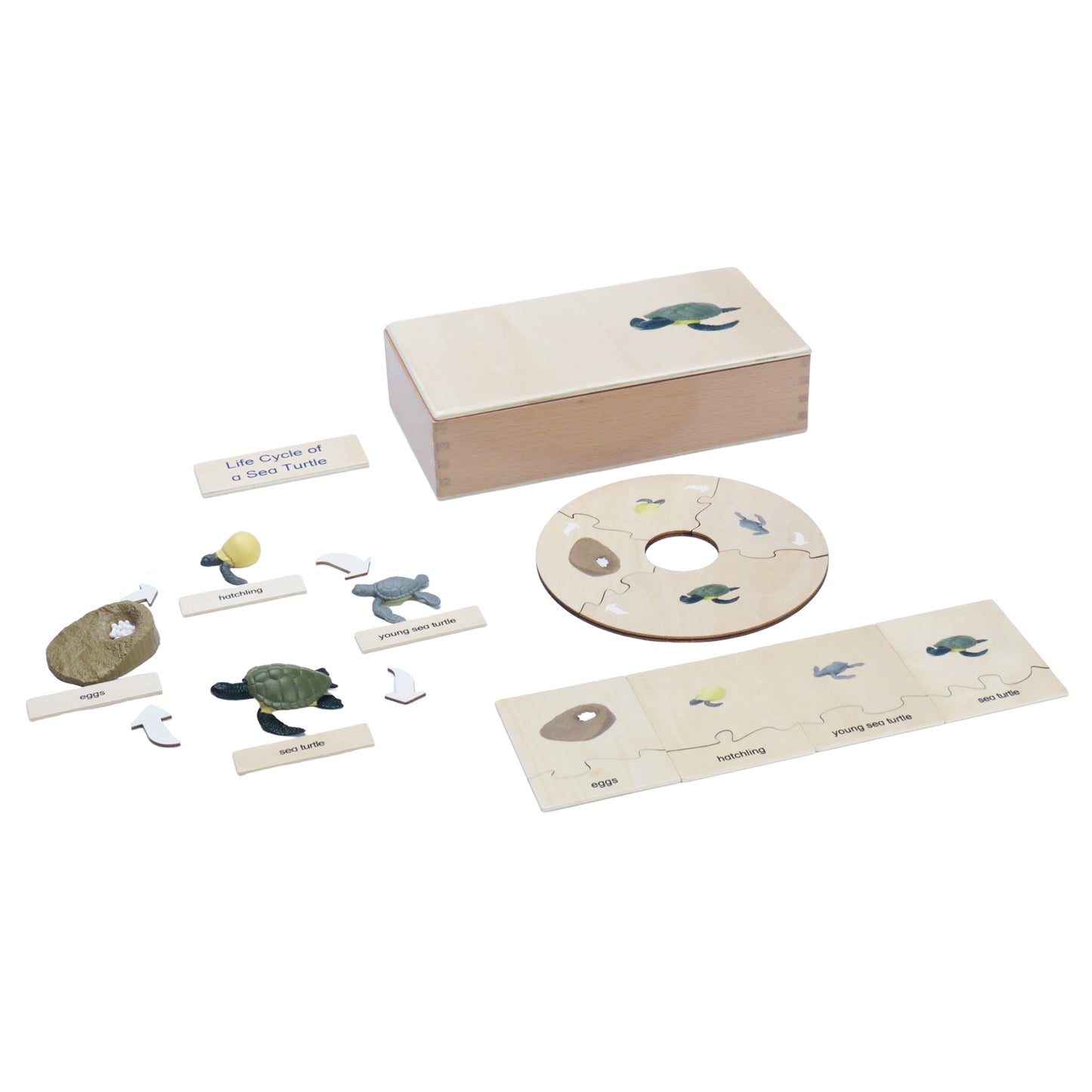 Life Cycle- Sea Turtle, Custom Text, Bilingual, Monolingual