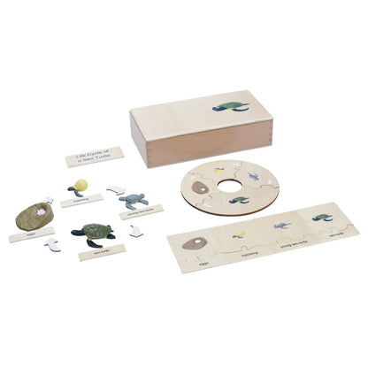 Life Cycle- Sea Turtle, Custom Text, Bilingual, Monolingual