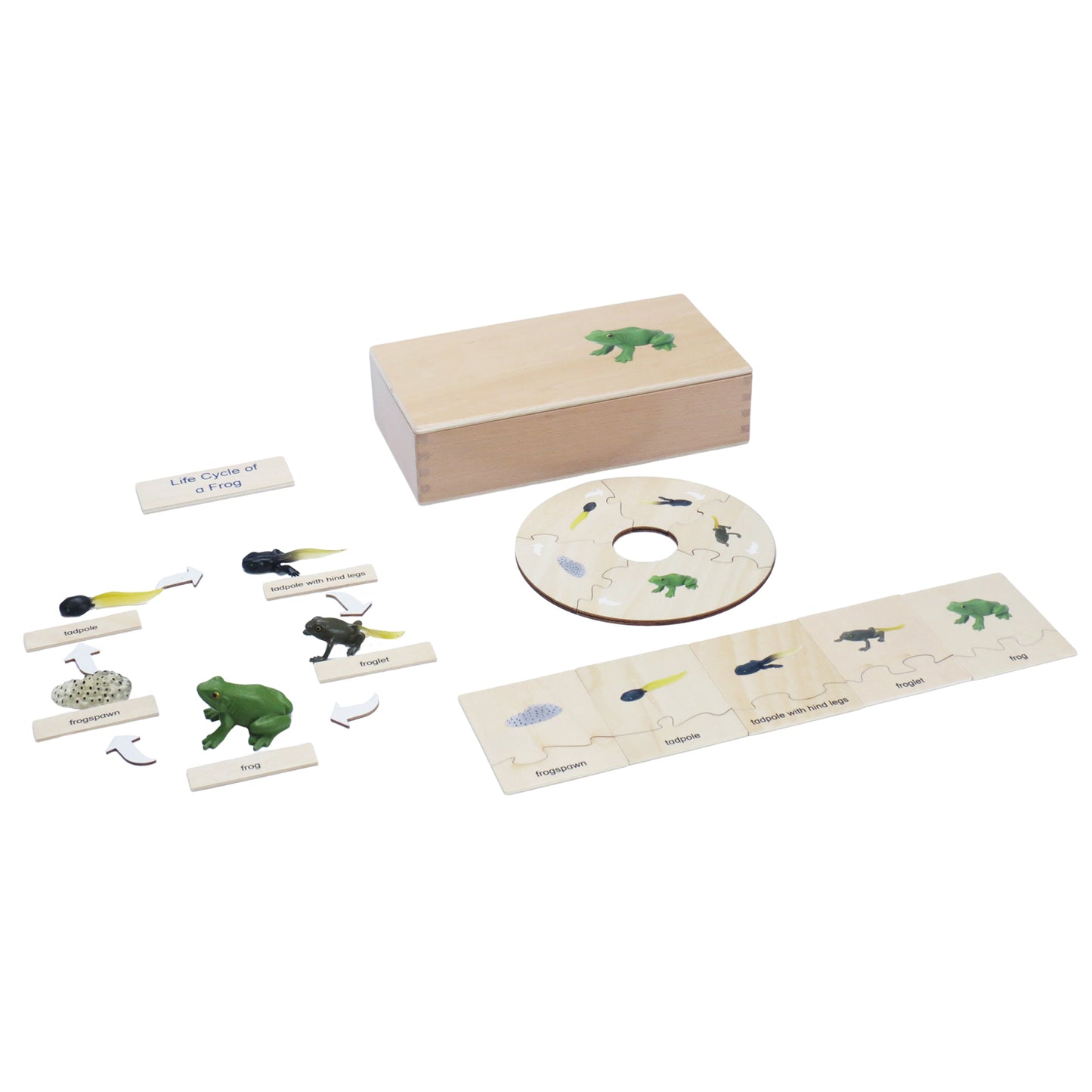 Life Cycle- Frog, Custom Text, Bilingual, Monolingual