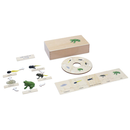 Life Cycle- Frog, Custom Text, Bilingual, Monolingual