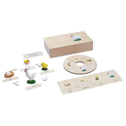 Life Cycle- Chicken, Custom Text, Bilingual, Monolingual