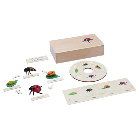 Life Cycle- Ladybug, Custom Text, Bilingual, Monolingual