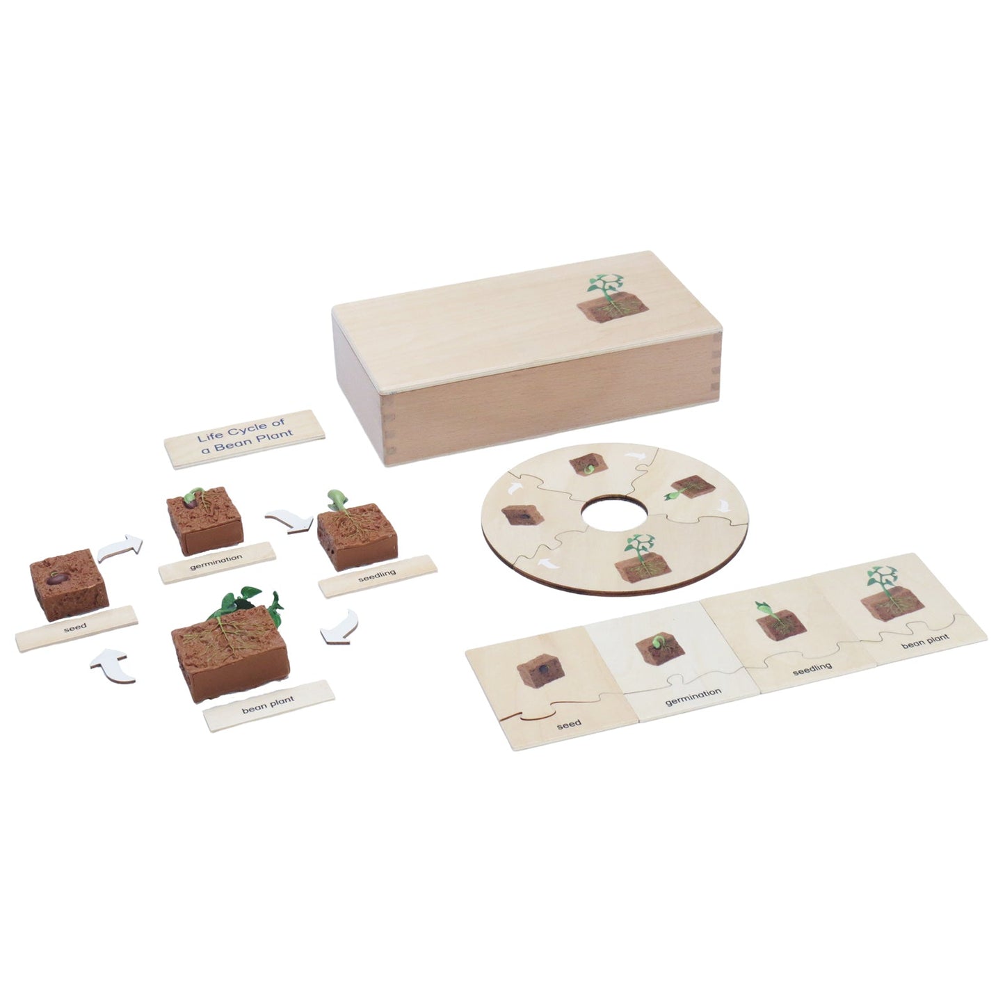 Life Cycle- Bean Plant, Custom Text, Bilingual, Monolingual