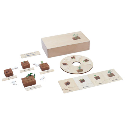 Life Cycle- Bean Plant, Custom Text, Bilingual, Monolingual