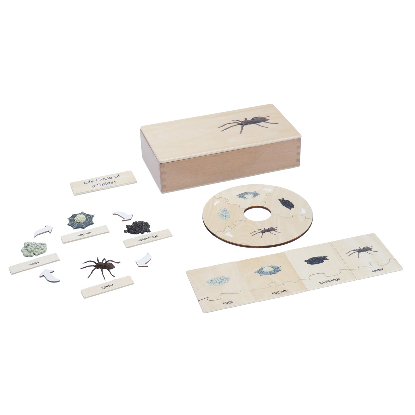 Life Cycle- Spider, Custom Text, Bilingual, Monolingual