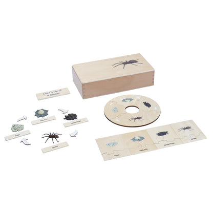 Life Cycle- Spider, Custom Text, Bilingual, Monolingual