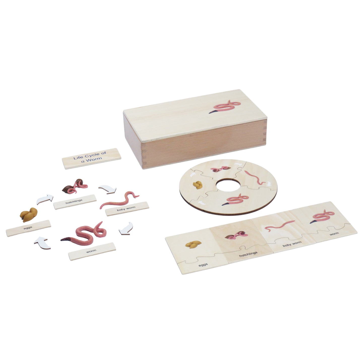 Life Cycle- Worm, Custom Text, Bilingual, Monolingual