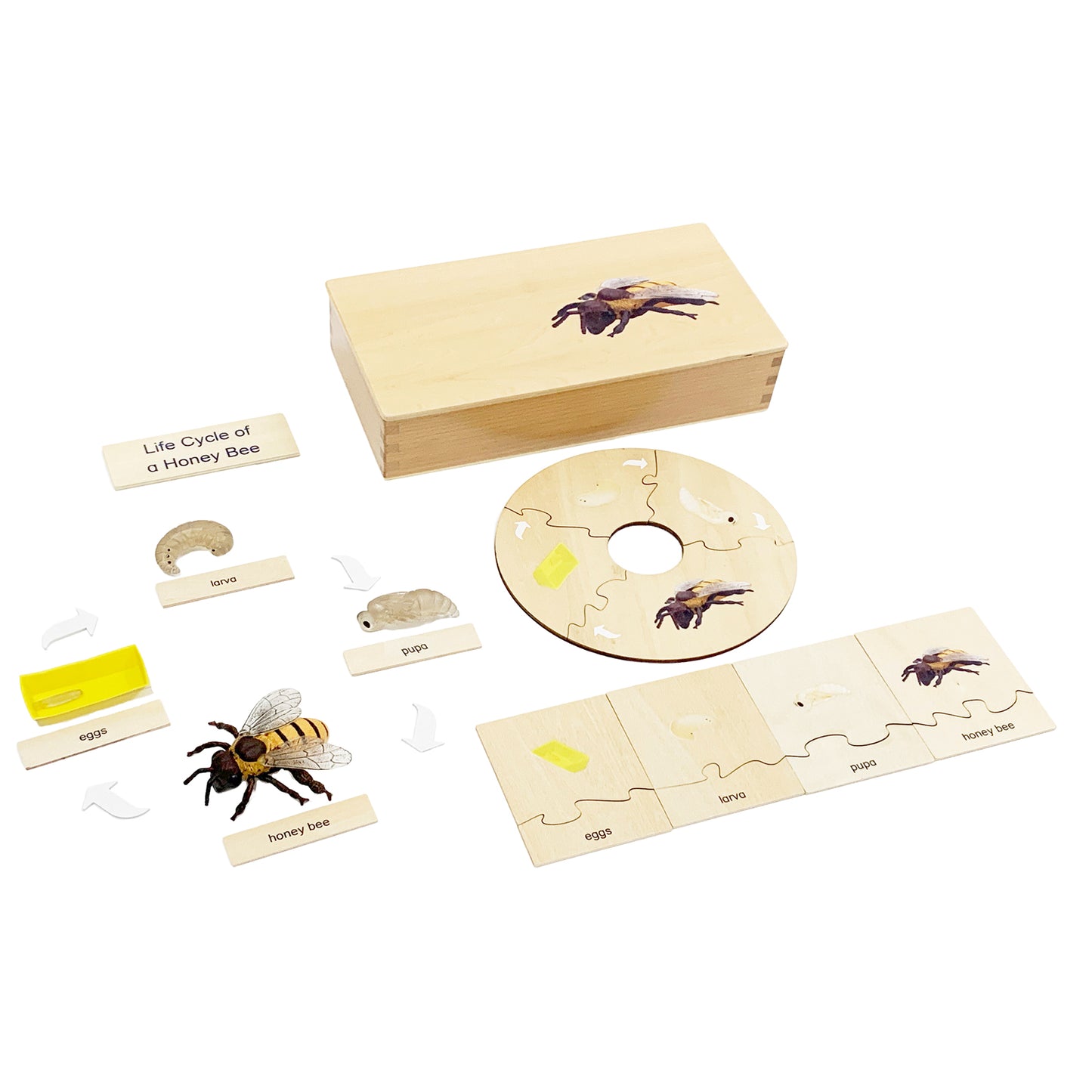 Life Cycle- Honey Bee, Custom Text, Bilingual, Monolingual