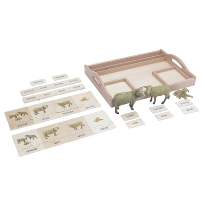 Animal Family- Sheep， Custom Text，Bilingual，Monolingual