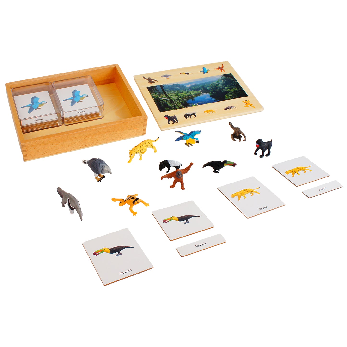 Écosystème – Animaux de la forêt tropicale, texte personnalisé, bilingue, monolingue