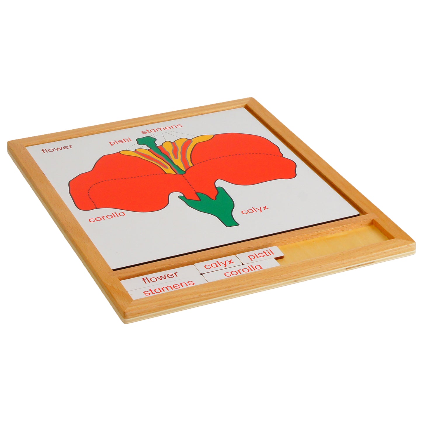 Parts of Plants - Flower, Custom Text, Bilingual, Monolingual