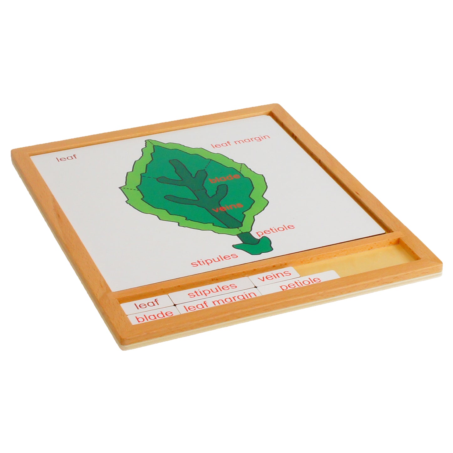 Parts of Plants - Leaf, Custom Text, Bilingual, Monolingual