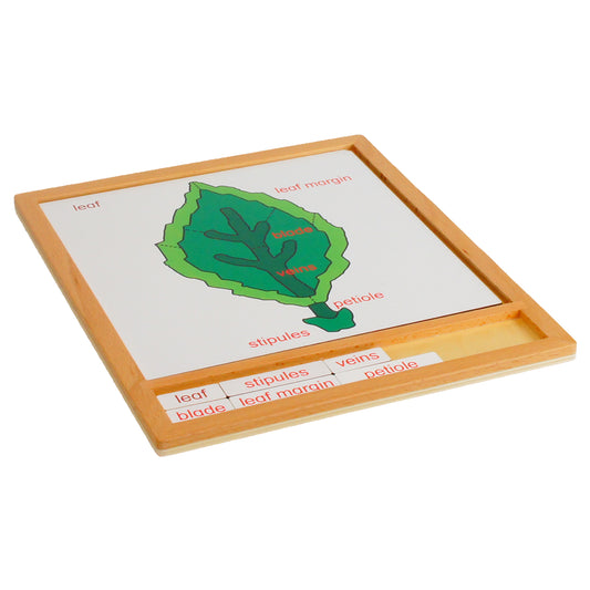 Parts of Plants - Leaf, Custom Text, Bilingual, Monolingual