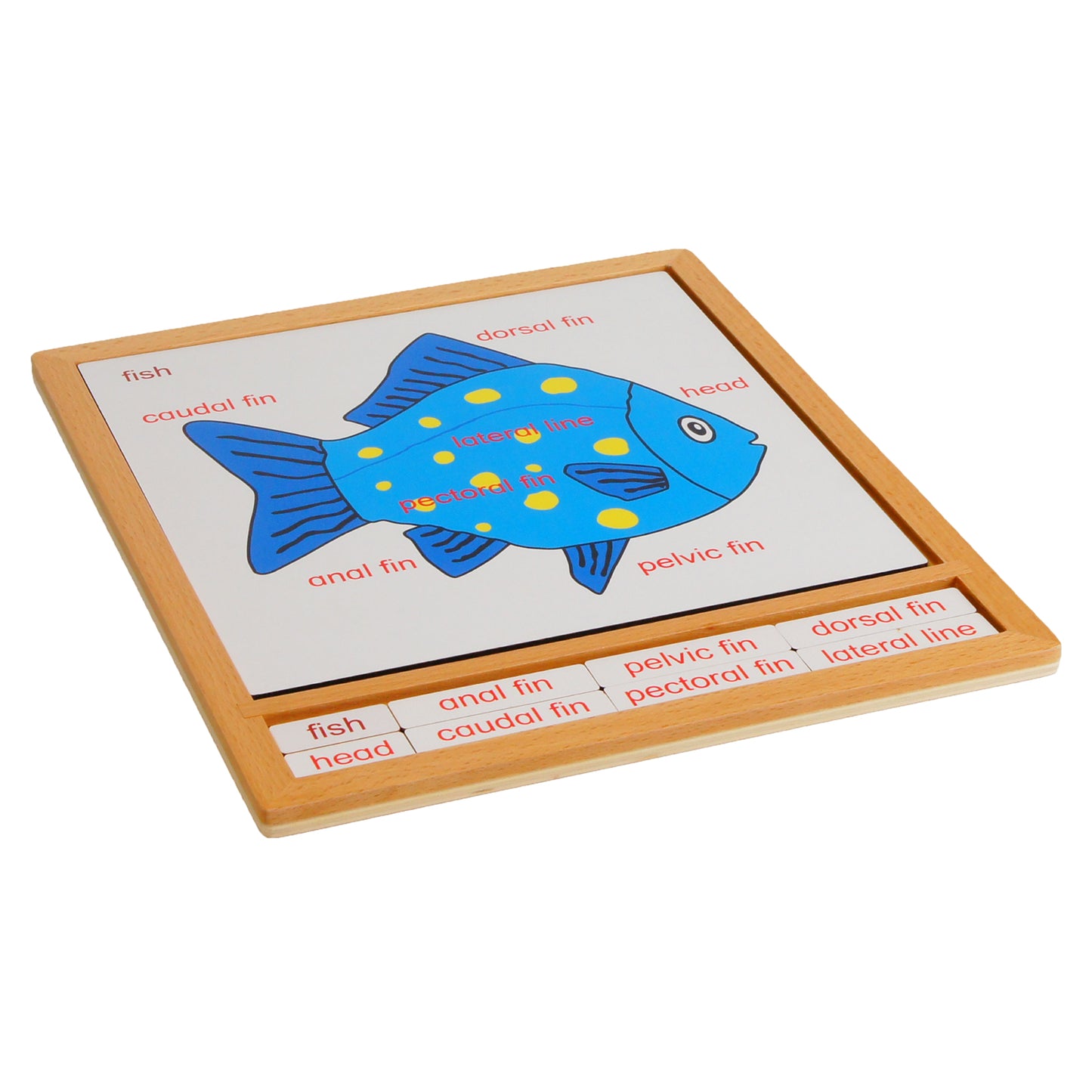 Parts of Animals - Fish, Custom Text, Bilingual, Monolingual