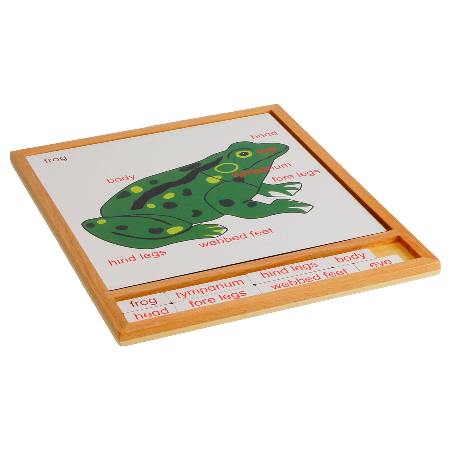 Parts of Animals - Frog, Custom Text, Bilingual, Monolingual