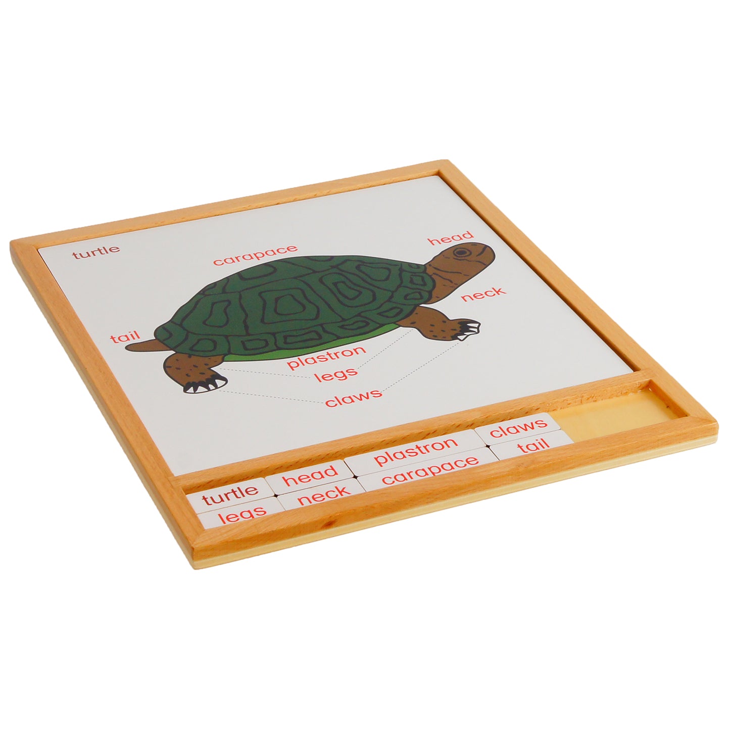 Parts of Animals – Turtle, Custom Text, Bilingual, Monolingual